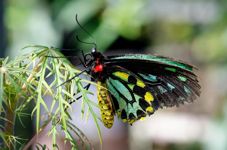 Queen Alexandra's Birdwing