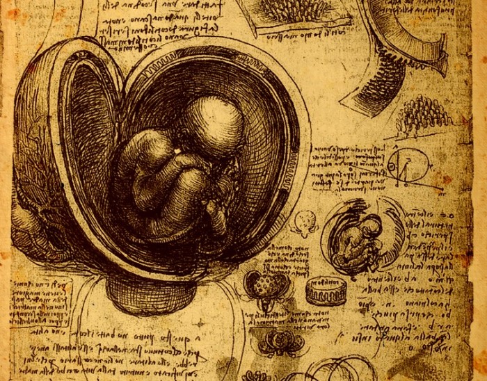 life of Leonardo da vinci: illustrations of biologicals