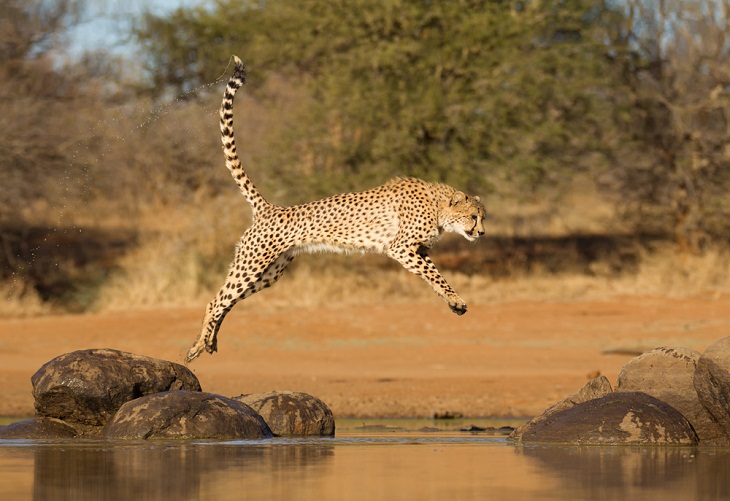 Facts About Cheetahs, Tail 