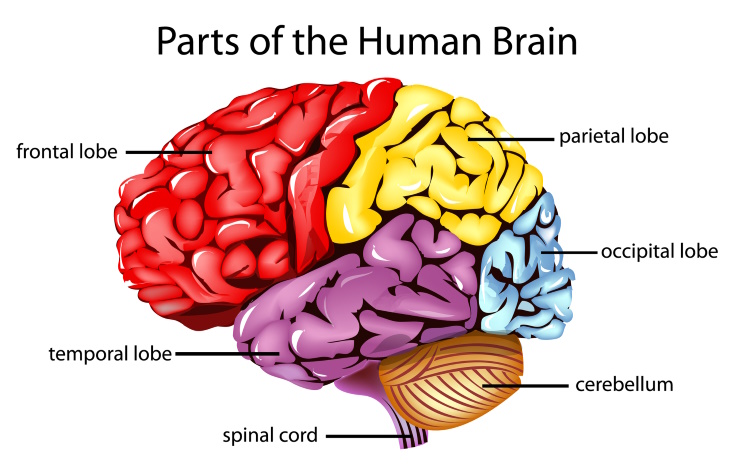 Brain Lobes