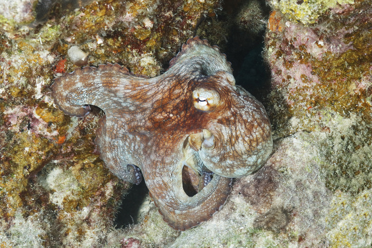 Amazing Animals: Octopus camouflage