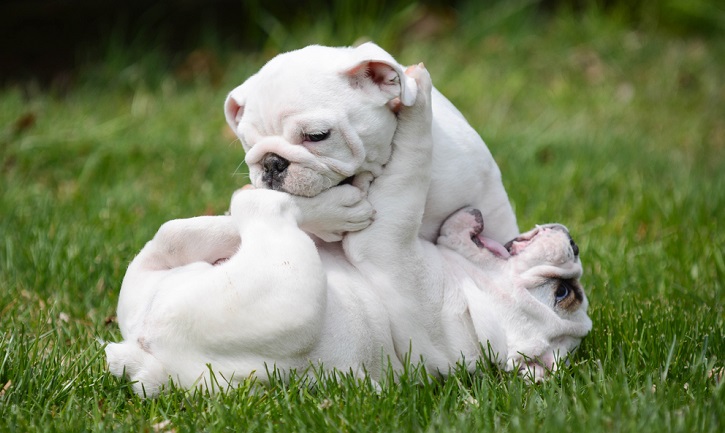 puppies at play