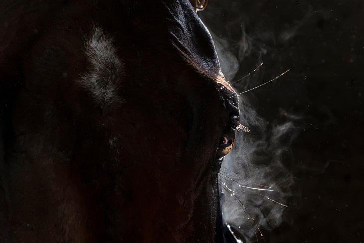 World Sports Photography Awards 2023, Equestrian 