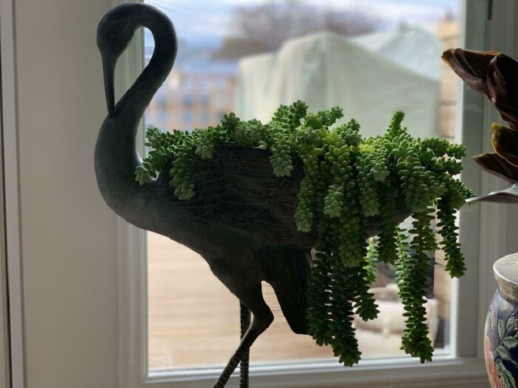 Plant-Pot Pairing, swan