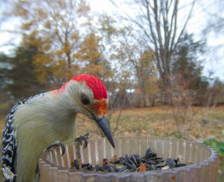 Bird Feeder Camera, woodpecker
