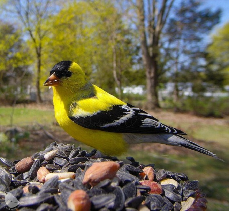 Bird Feeder Camera, Golden finch