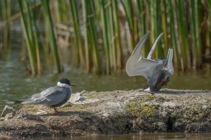 Comedy Wildlife Photography Awards 2024