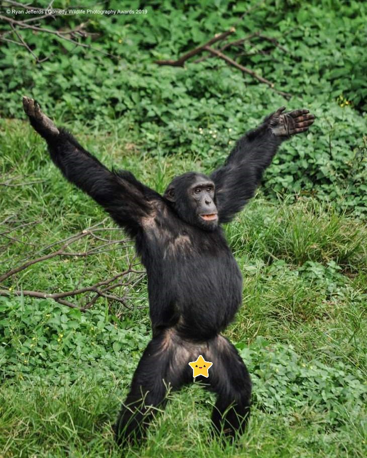 Funny Animal Pictures, gorilla 