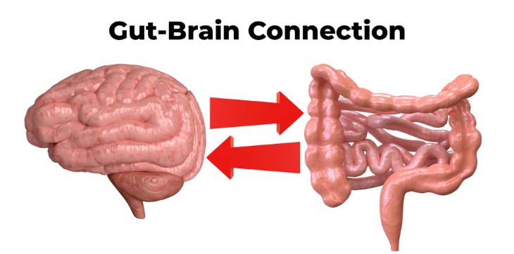 brain gut connection