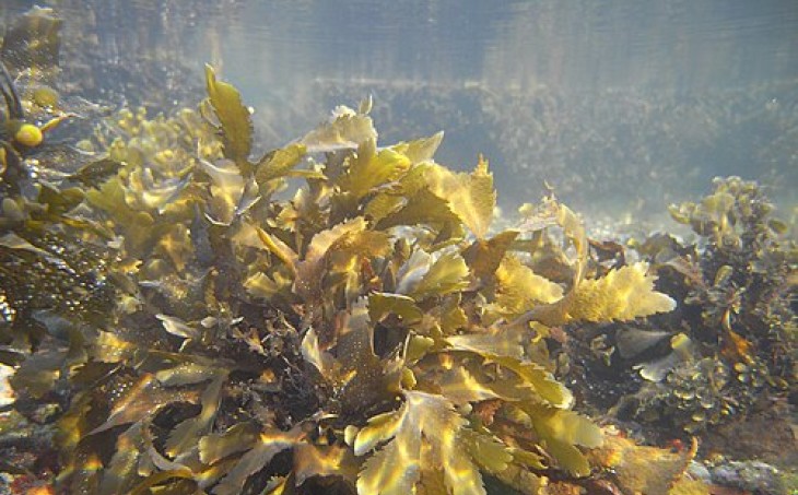 seaweed
