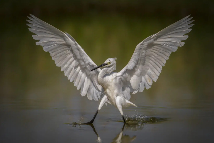 bird photos