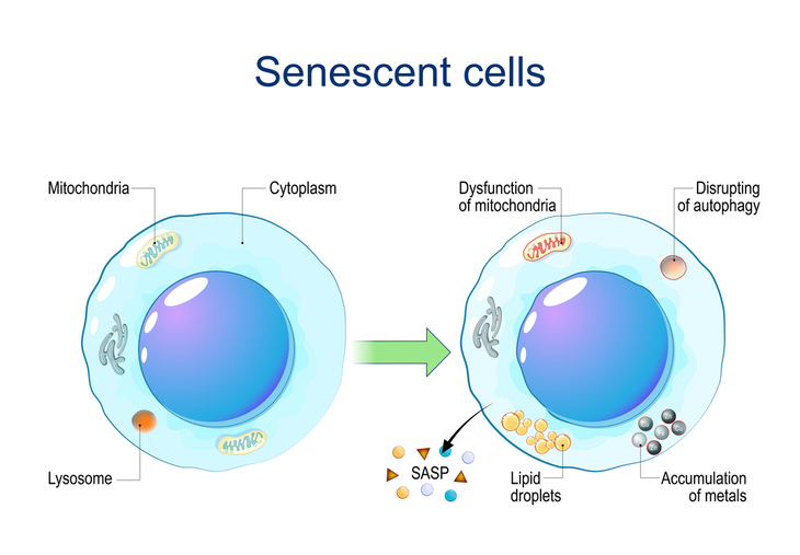 senescent cells