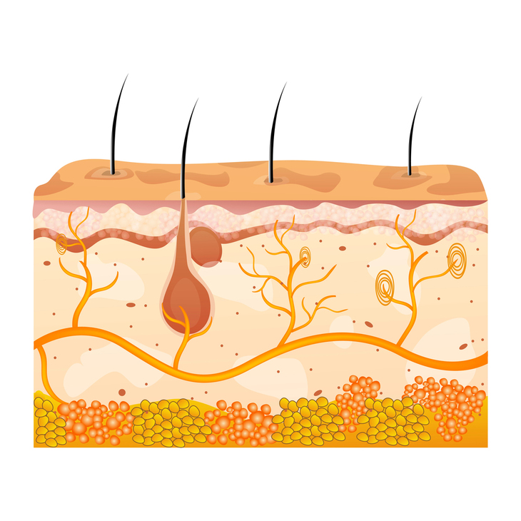 cell aging