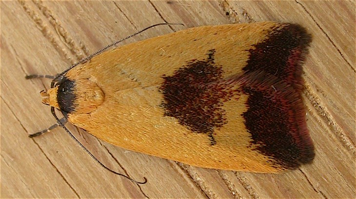 pantry moth
