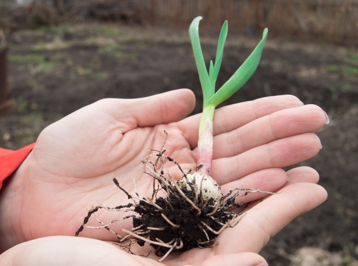 garlic