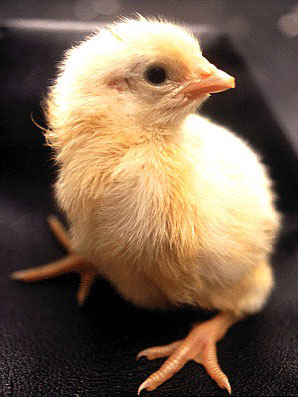 photo of a chicklet