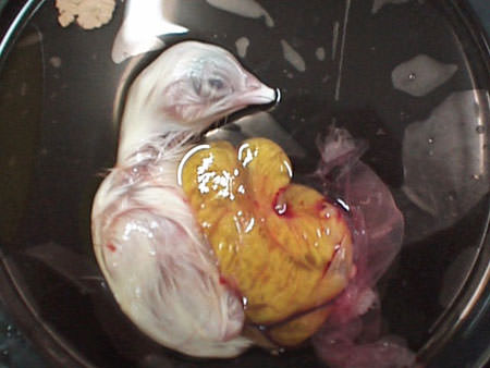 birth of a chicken