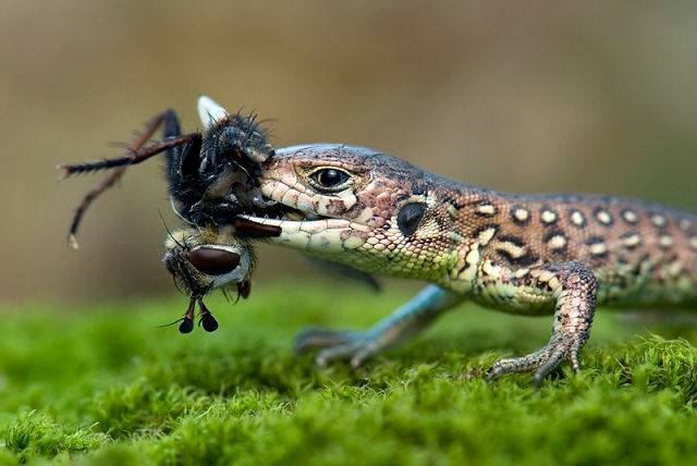 photography of a lizard with its prey