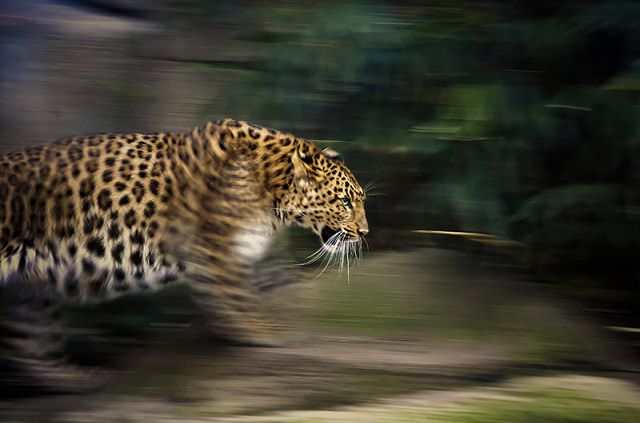 photography of leopard on the move