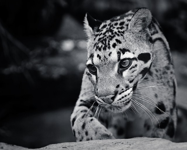 wildlife phoptography of jaguar