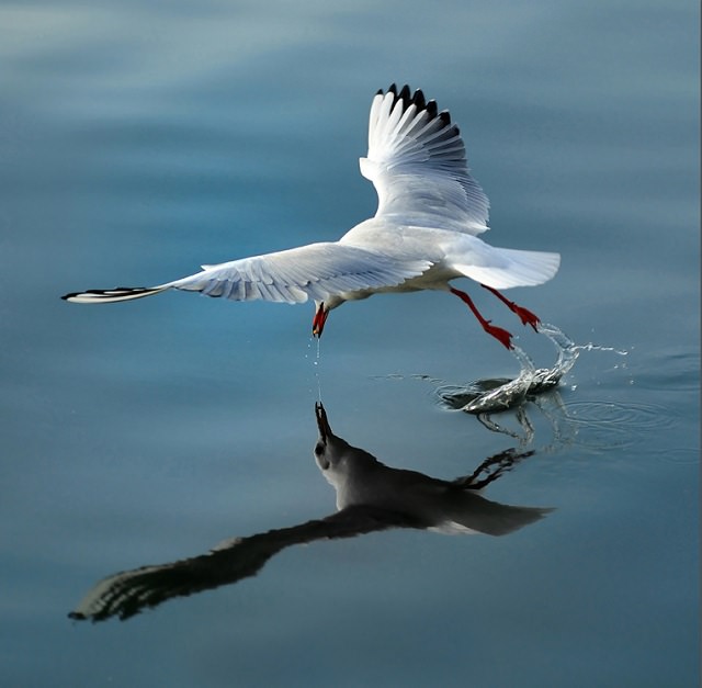 photography of diving seagull