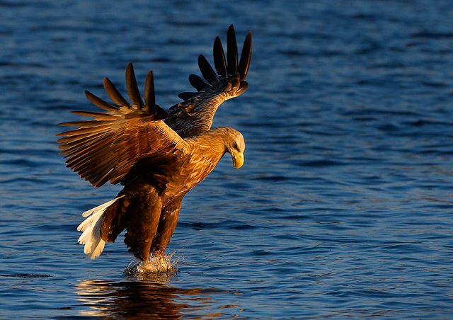 photography of an eagle in water