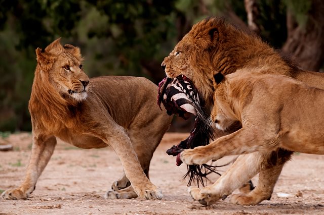 photography of lions with their prey