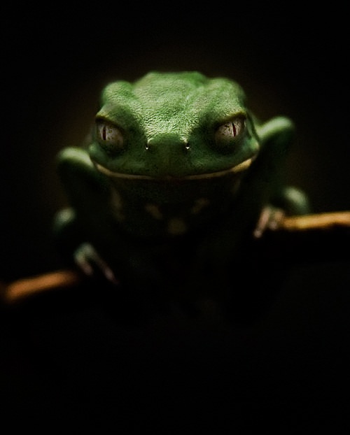 photography close up of a frog