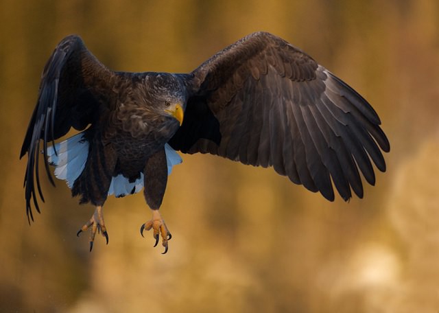 photography of sea eagle