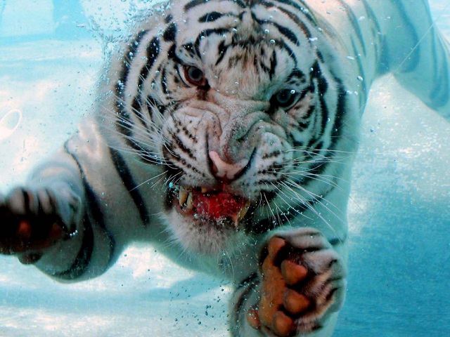photography of diving tiger