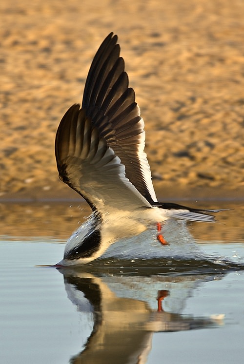 photography of bird in water