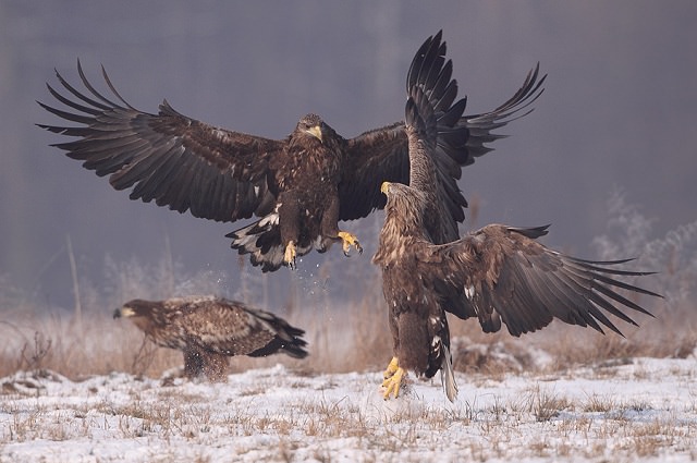 photography of dancing eagles