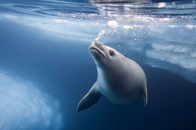 underwater photography of a seal