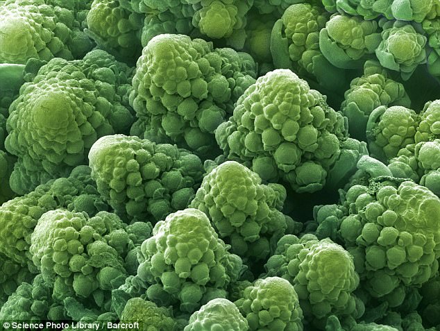 microscopic photo of a cauliflower