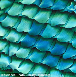 scales from the wing of a peacock butterfly