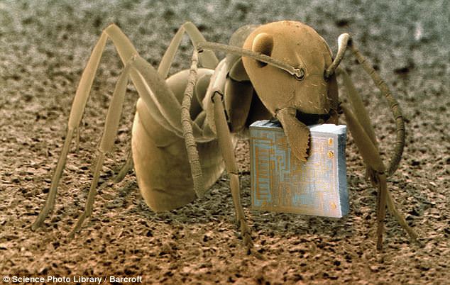 photo of ant holding a micro chip