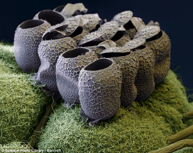 microscopic photo of  butterfly eggs