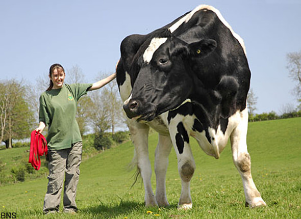 world's biggest cow