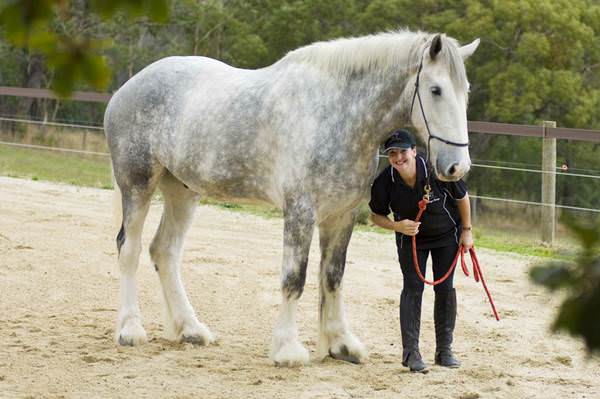 world's tallest horse