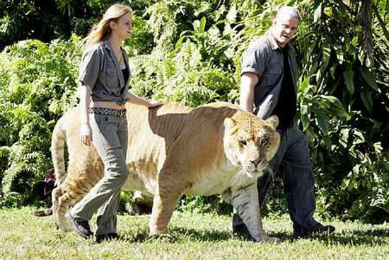 world's largest cat/tiger