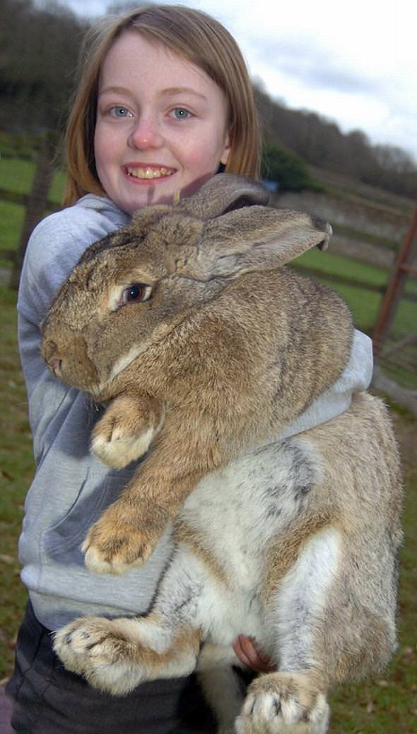 World's biggest rabbit