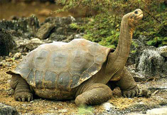 world's largest tortoise