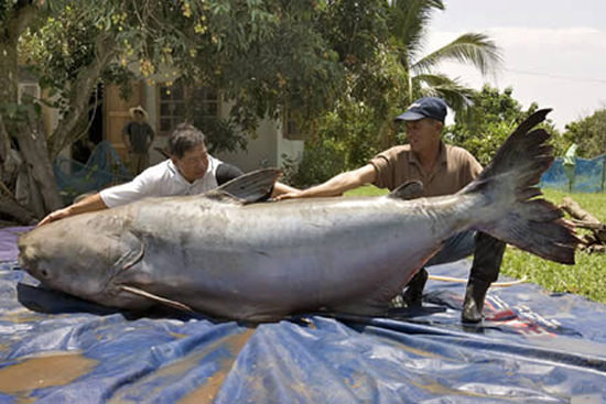 world's biggest cat fish