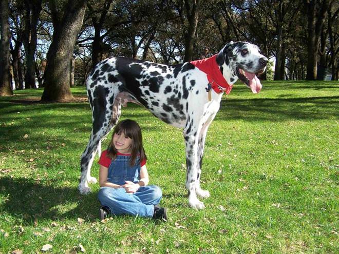 world's biggest dog