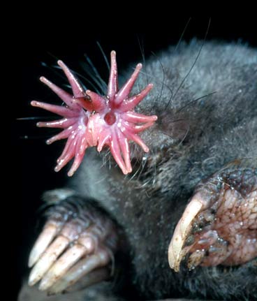 star nosed mole