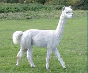 alpaca