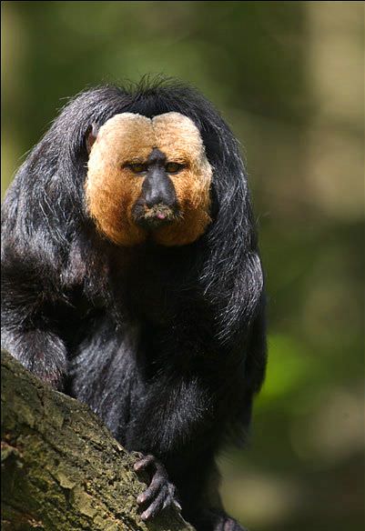 white faced saki monkey