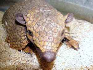 pink fairy armadillo