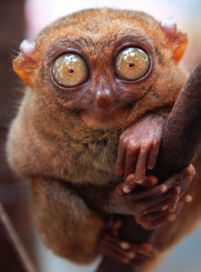 tarsier