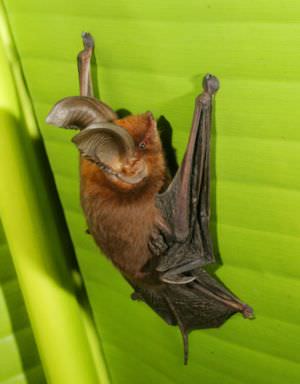 Sucker footed bat